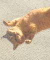GYPSY CAT×久方広之 虚無猫 ストレイサコッシュ のら猫拳 猫写真家 コラボレーション