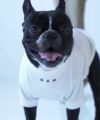 SIGNETONES シグネットワンズ 犬の服 ドッグウェア 全犬種 フレンチブルドッグ