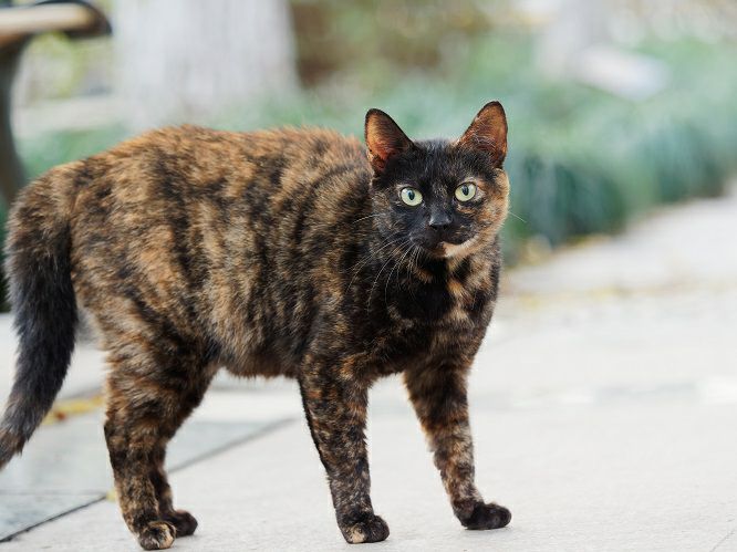 Dodge サビ猫ベレー帽 DD-559